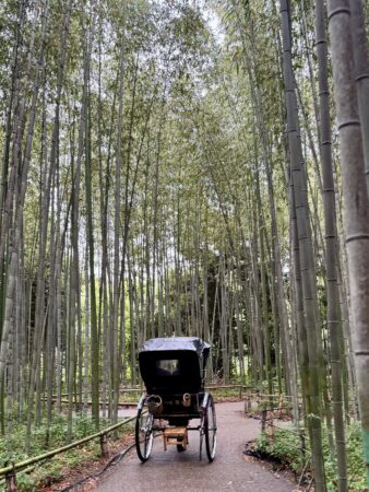 Bamboo forest Kyoto