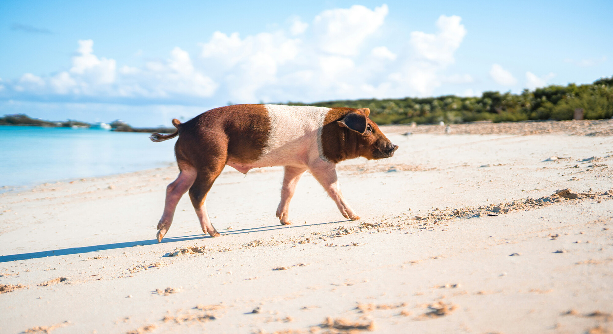 On this Greek Island, you can swim with piglets