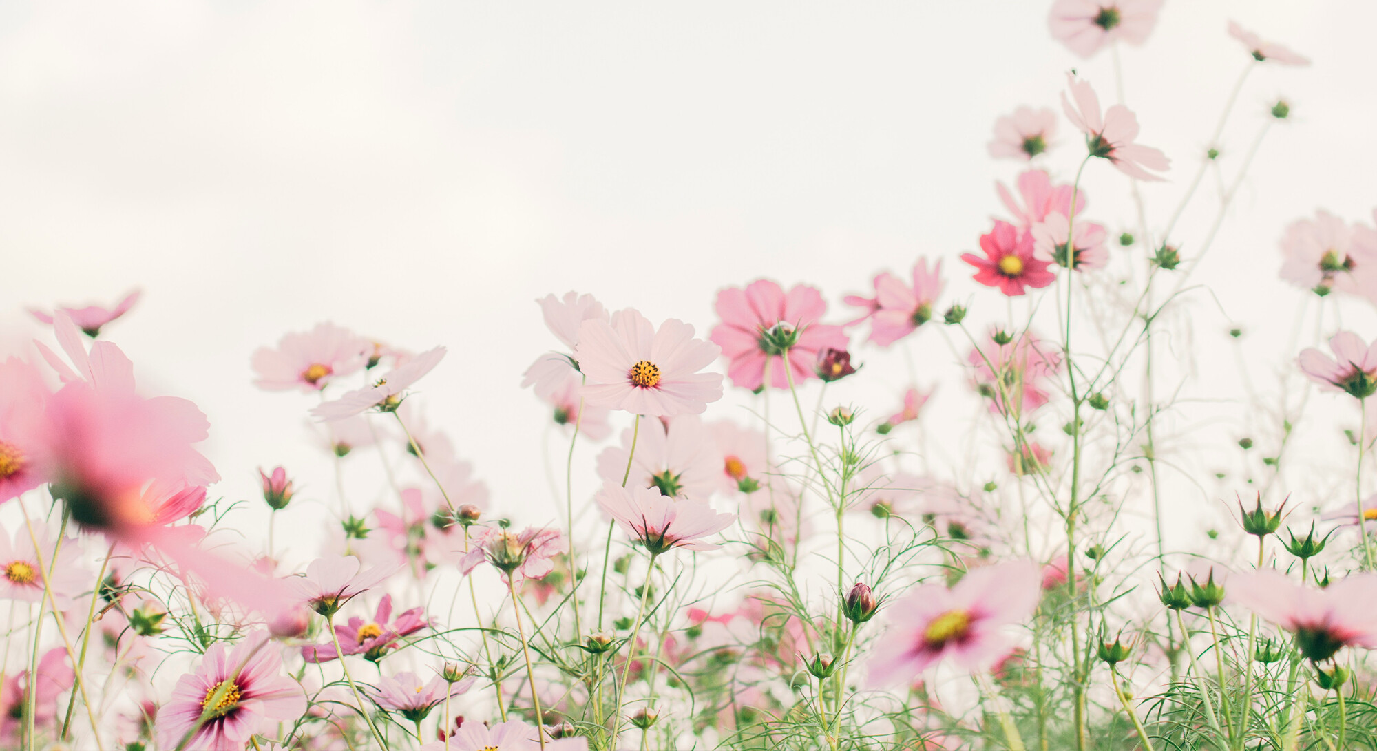 bloemen