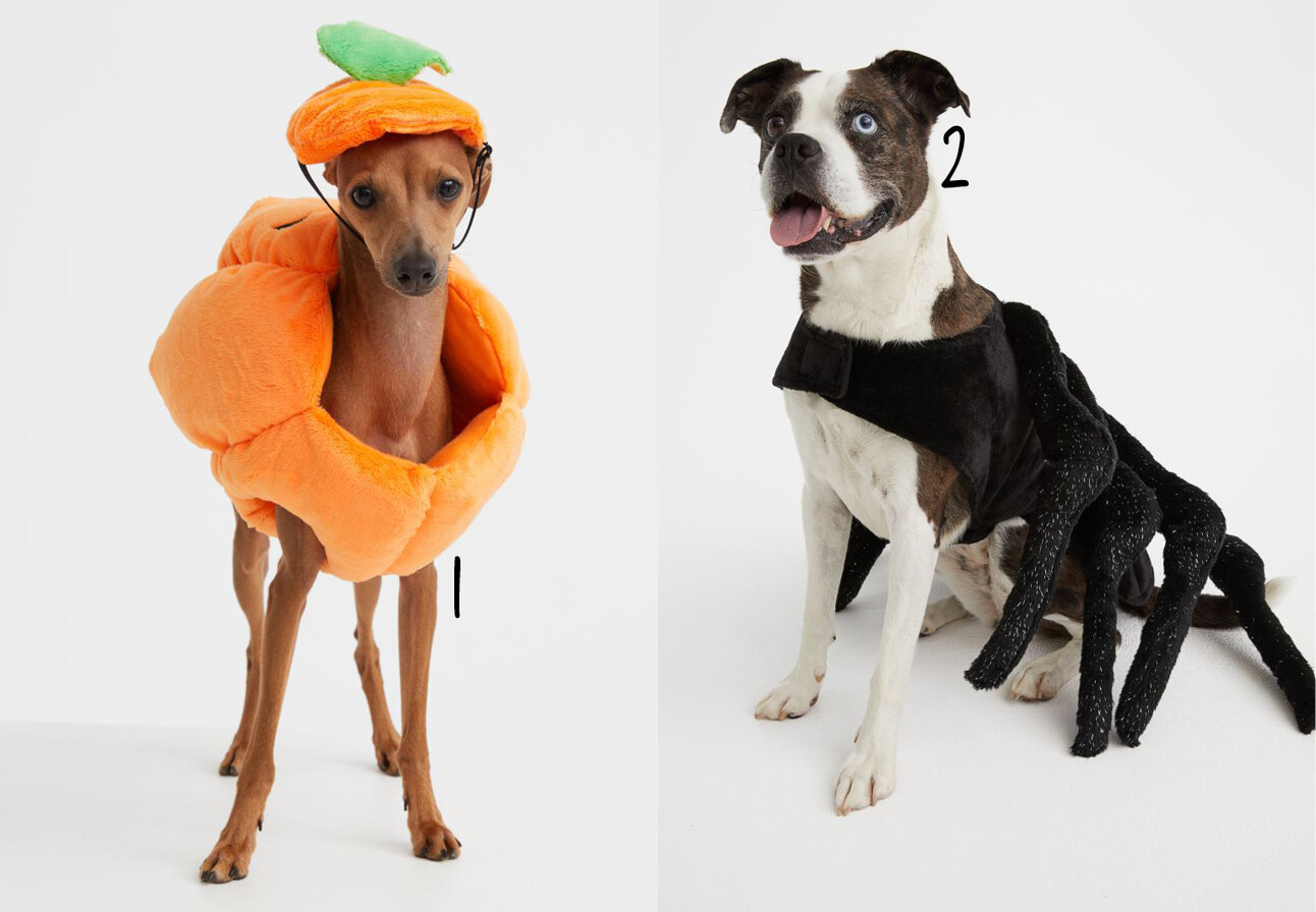 shopping halloween outfit voor je hond