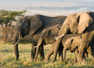 Wat we van olifanten (!) kunnen leren