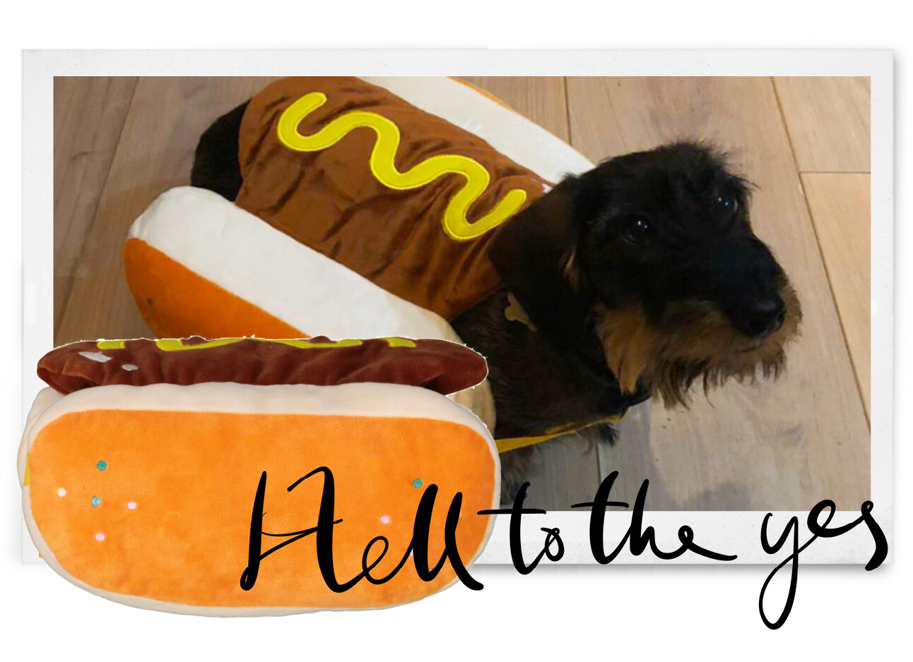 plank gegevens Misverstand De HEMA heeft nu een hotdogpak voor je hond en het is te gek : Amayzine.com