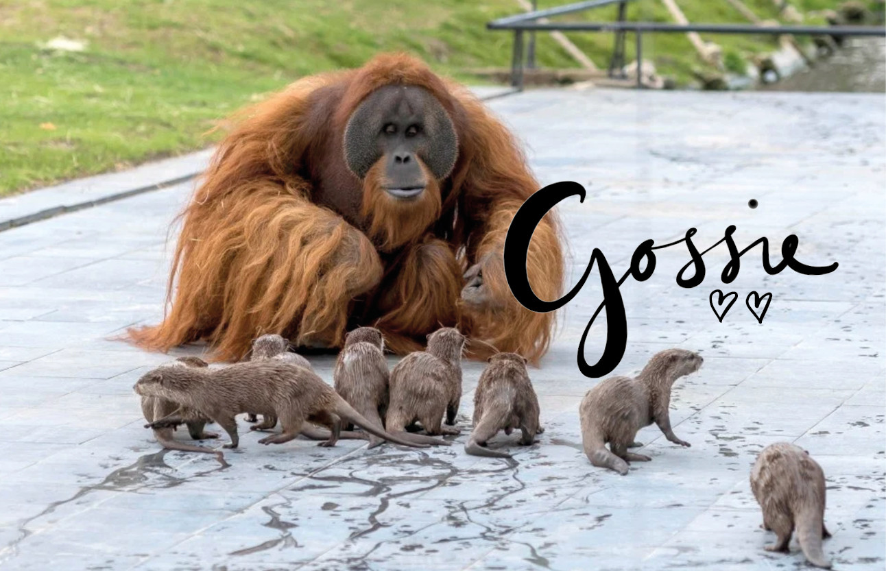 orang-oetangs en otters