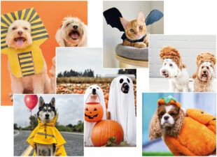 Dit zijn de allerleukste honden en katten tijdens Halloween 