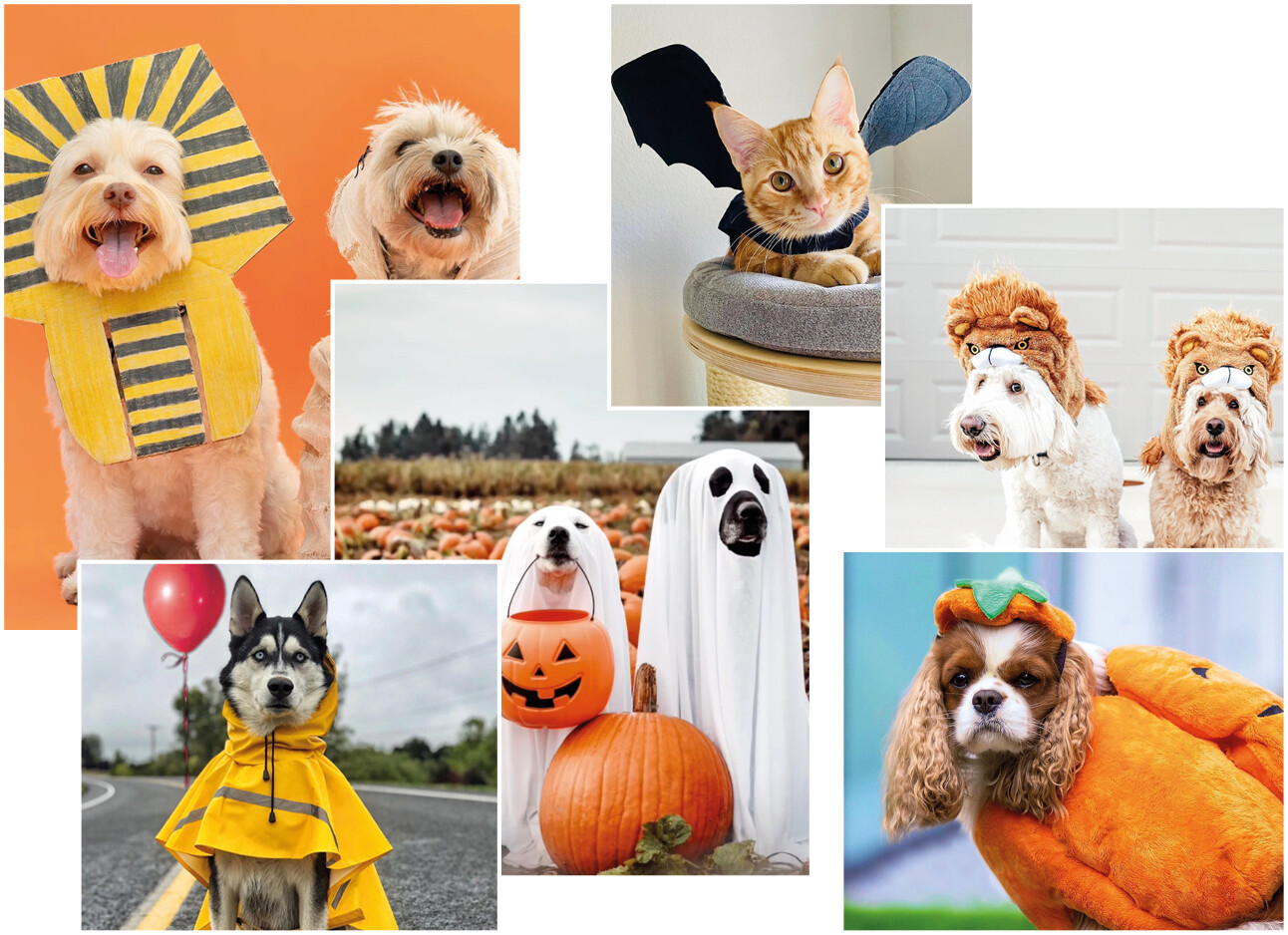 halloween outfits voor huisdieren