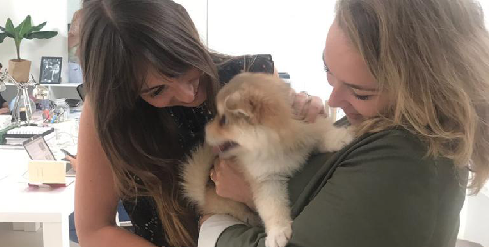 Waar je op moet letten als je een hond wilt