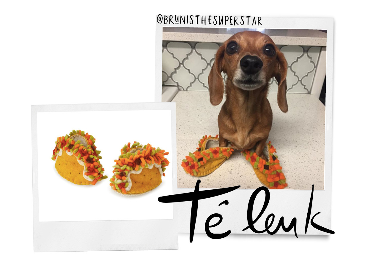 beeld van een hondje met taco sloffen aan