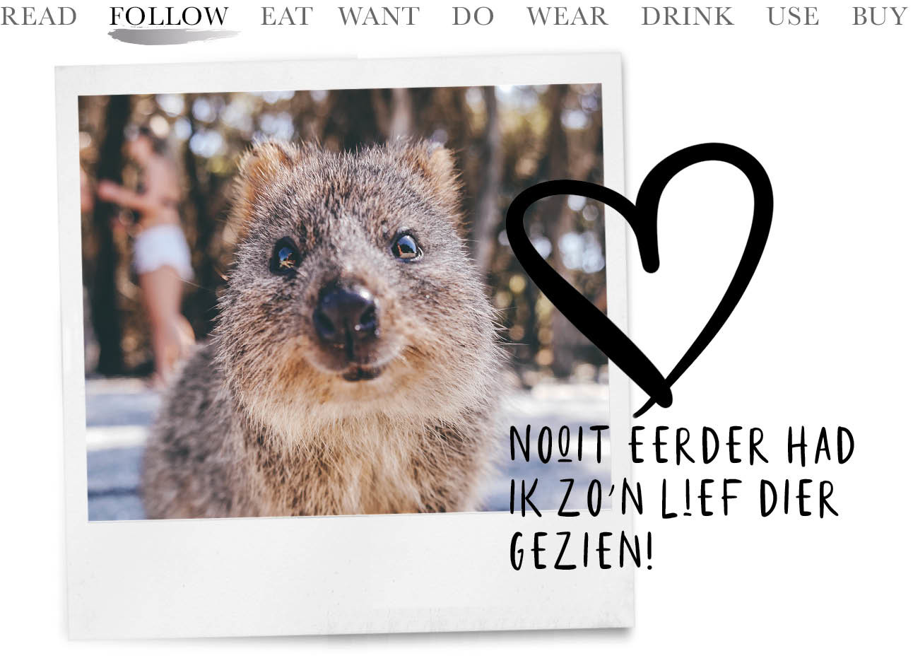 quokka