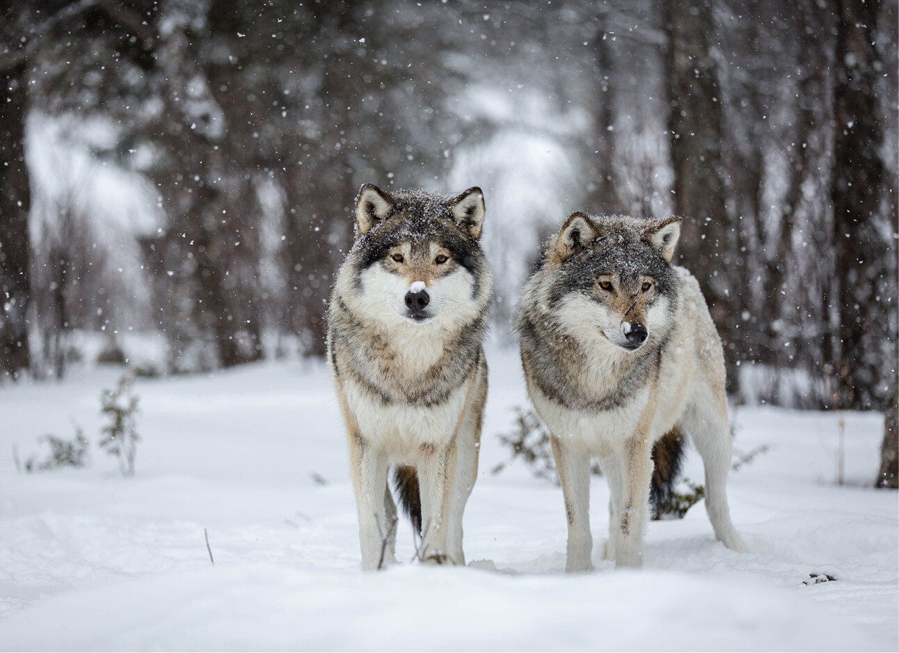 2 wolven die in de sneeuw lopen